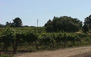 A view of the Toad Hollow vineyard in May
