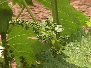 Merlot Vines About to Flower