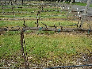 Merlot vines in February