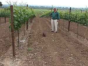 Hank the winery dog is on a stroll through the vineyards