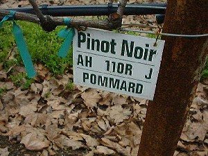 The Pommard Pinot Noir clone