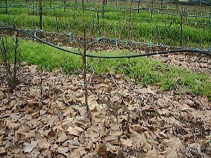 February Pinot Noir vines