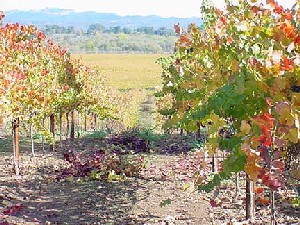 The Vineyard in November