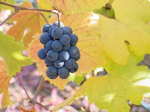 Pinot Noir grapes in November