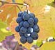Hop Through the Seasons in the Pinot Noir Vineyard