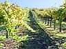 Hop Through the Seasons in the Chardonnay Vineyard