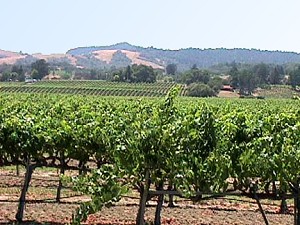 Our vineyards in summer.