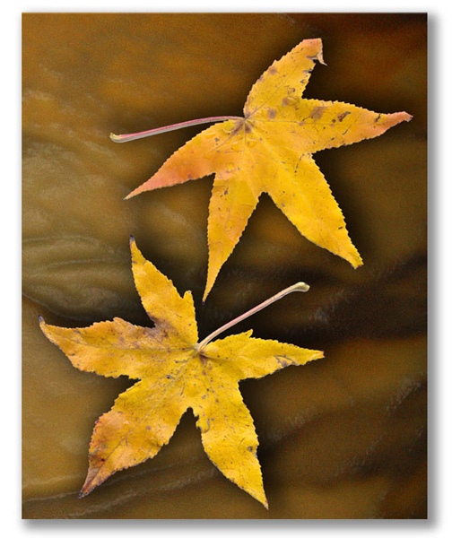 Floating Autumn Leaves-Drew Jackson-SN-0105