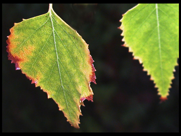 Leaf Changing-Drew Jackson-G-A-0304