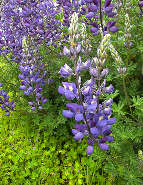 Lupine