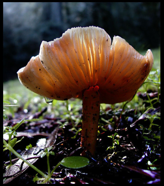 Mushroom-Drew Jackson-G-AA-0305