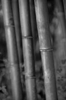 Bamboo B&W