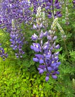 Lupine