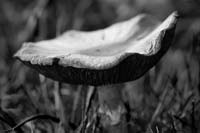 Mushroom B&W