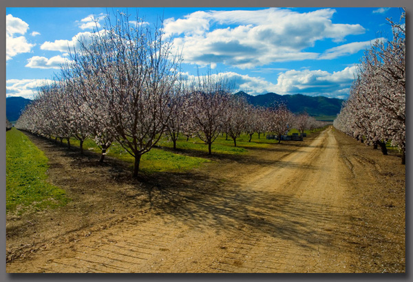 Almond Grove in Williams