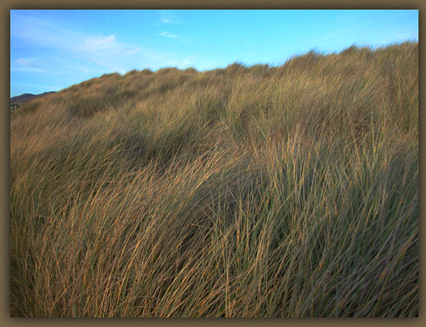 Beach Grass