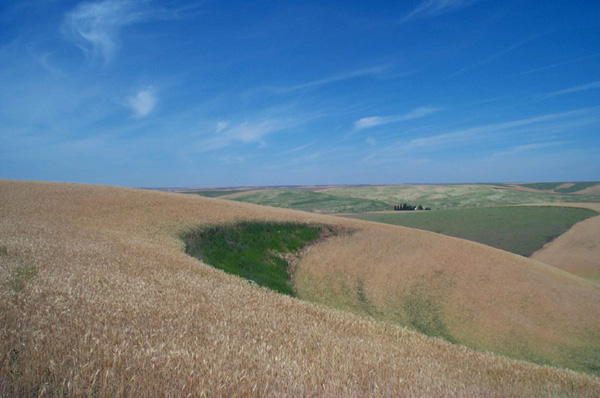 Palouse