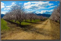 Almond Grove in Williams