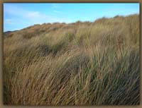 Beach Grass