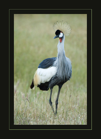 0110African-Crowned-Crane