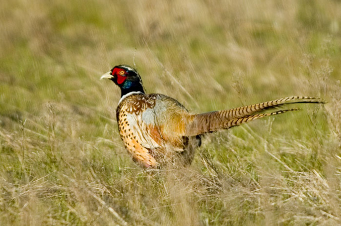 0111Pheasant on the Grass