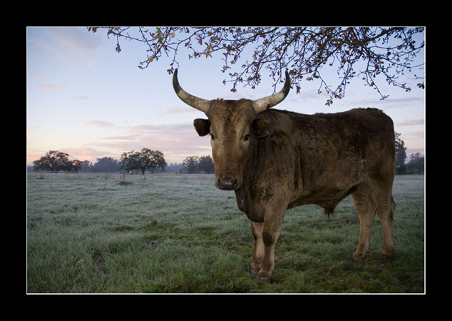 0114Beef at Sunrise