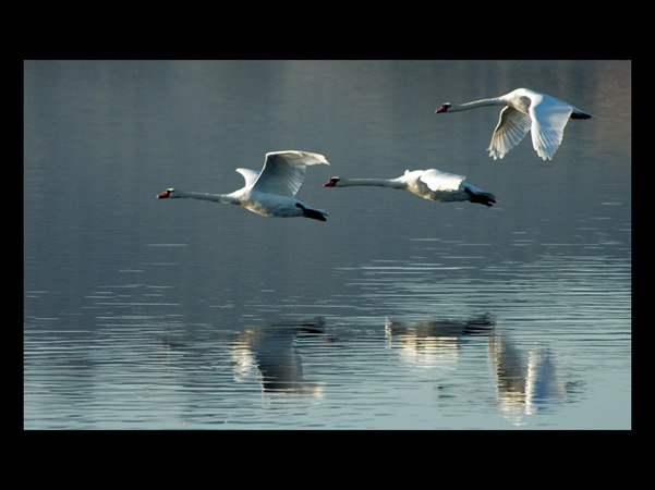 0118Three Swans in Flight