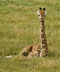 0104Baby Giraffe