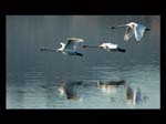 0118Three Swans in Flight