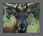 0124Tule Elk Up Close