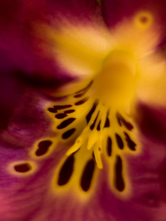 0117Inside an Orchid