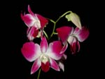 0126Orchid Bunch