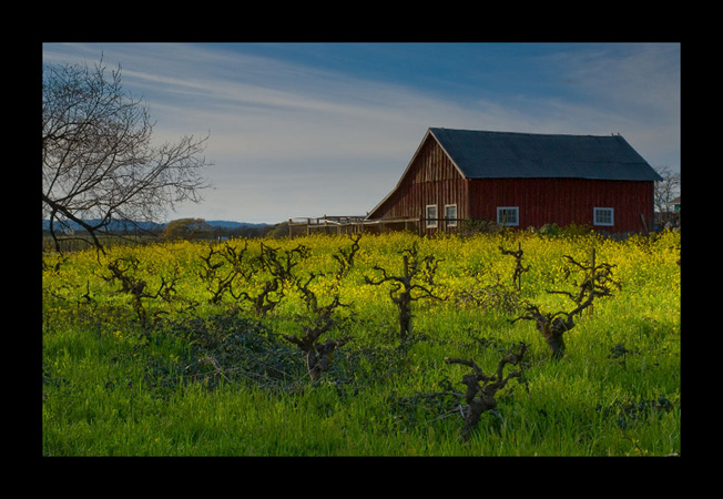 0210Mustard and Barn 0