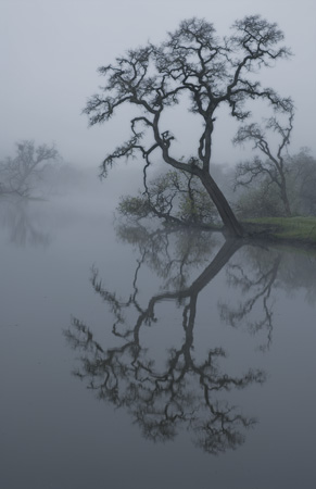 DSC_4893 Leaning Oak