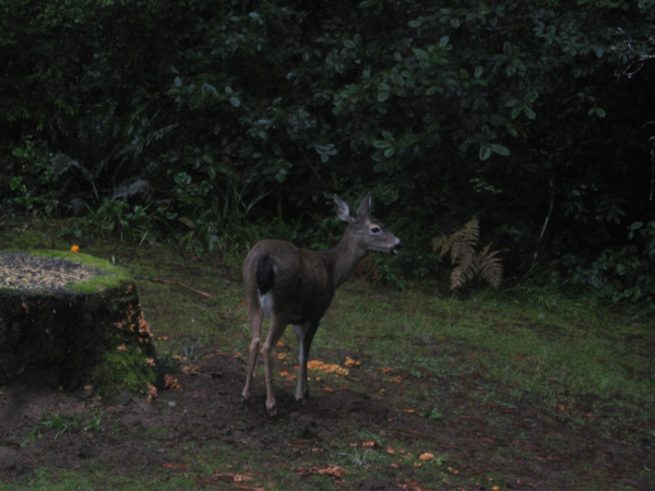 Dark Deer