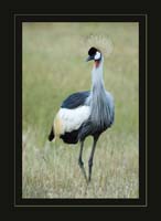 African-Crowned-Crane