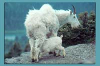 Mountain Goat & Baby