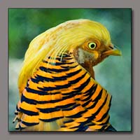 Pheasant-Art