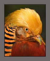 Pheasant-Portrait