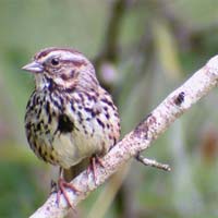 Sparrow