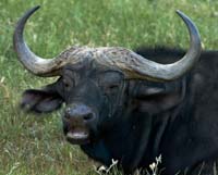 Water Buffalo