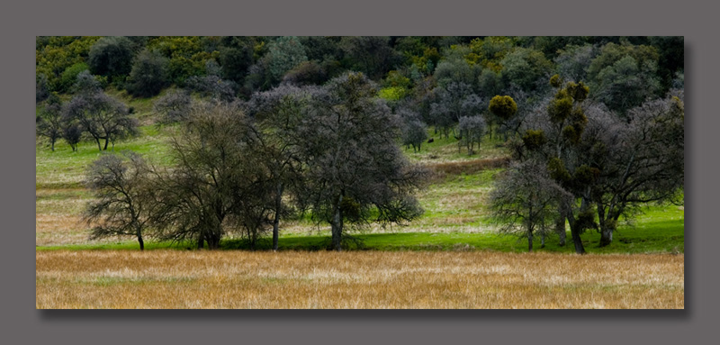 Fall-Oaks