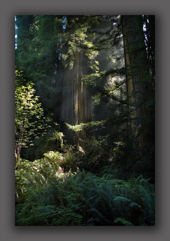 Old-Growth-Forest-Prairie-C