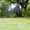 a field of lupine flanked with arching trees behind