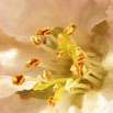 pink blossoms with yellow stamen