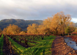 orange fall trees against a mountainous landscape