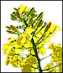 Image of mustard flowers