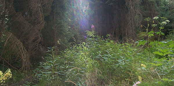 Mystical lighting in a dell in Yellowstone.