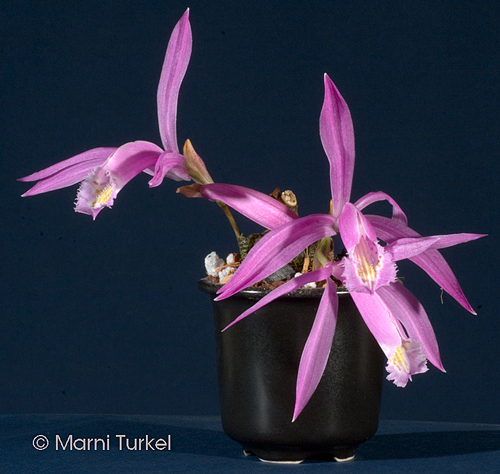 Pleione praecox