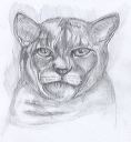 cat_sketch